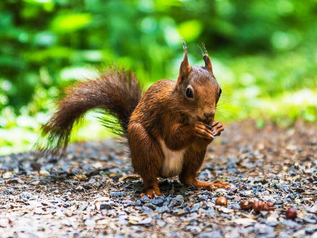 Das war Entspannung pur. Ein Ausflug in den Schwarzwald (Hinterzarten) mit vielen Eichhrnchen und viel Natur. Da konnte Fotograf Christian Bhrer  die Seele richtig baumeln lassen.