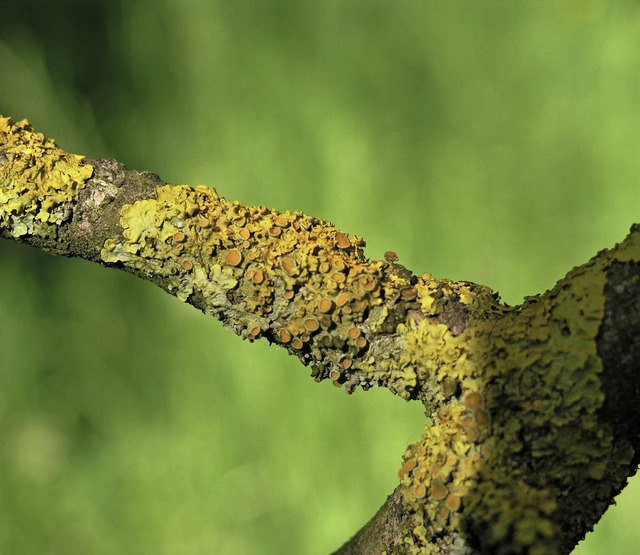   | Foto: Naturschutzbund