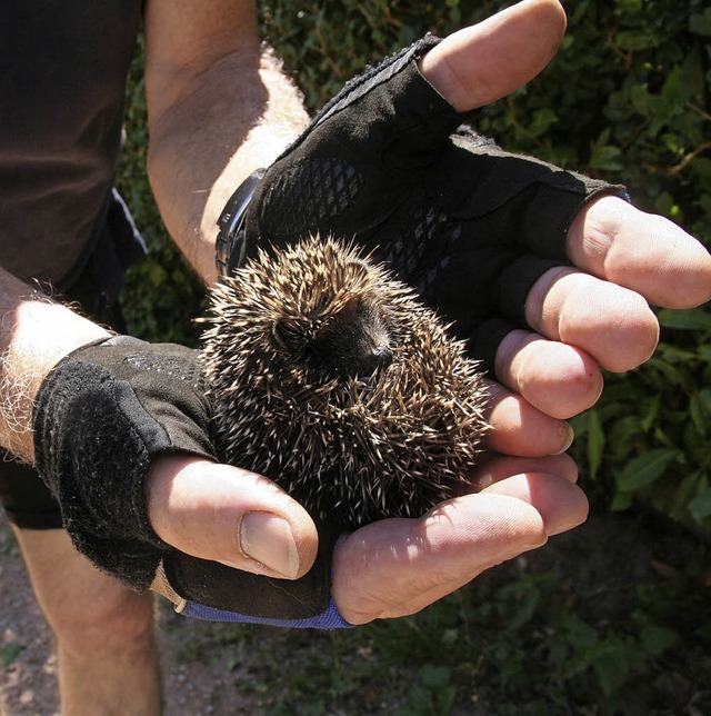 Ein Radler half einem kleinen Igel, der sich verlaufen hatte.   | Foto: Jung