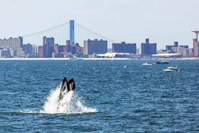 Forscher wollen wissen, warum Wale nach New York kommen