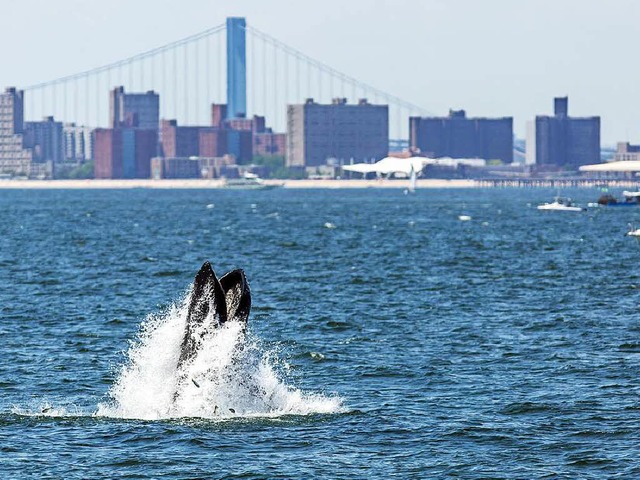 Touristenattraktion: Ein Buckelwal zeigt vor der Kste New Yorks seine Flossen.  | Foto: Artie Raslich