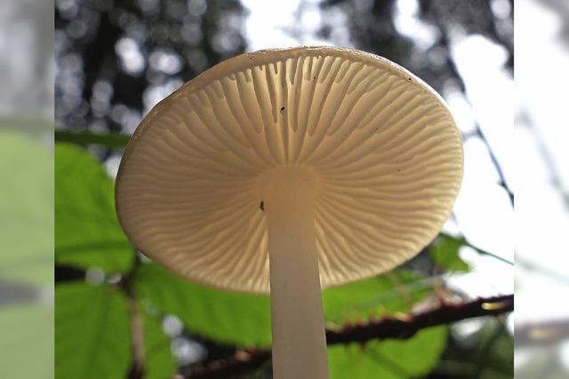 SCHAU MAL: Die rätselhafte Welt der Pilze