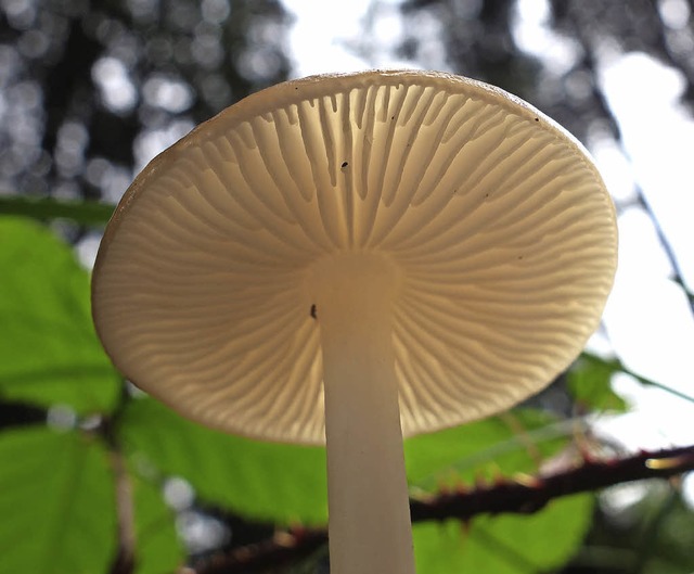 Die Lamellen eines Pilzes sind wichtig...ngsmerkmale, da oft charakteristisch.   | Foto: mah