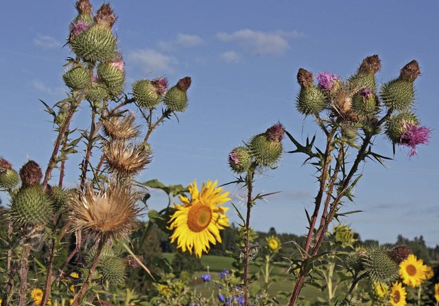 Eine solche Blumenwiese  bietet Nahrung fr Insekten und Vgel.   | Foto: Dorothe Kuhlmann