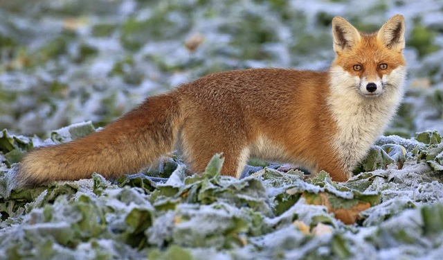 Er fhlt sich inzwischen unter Menschen recht wohl: der Fuchs   | Foto: Patrick Pleul (dpa)