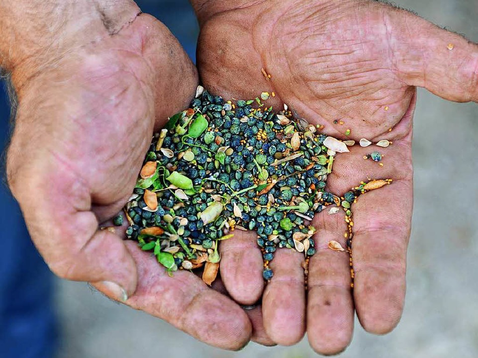 Knackig sind die kleinen grnlichen Le-Puy Linsen.  | Foto: Wolfgang Scheu