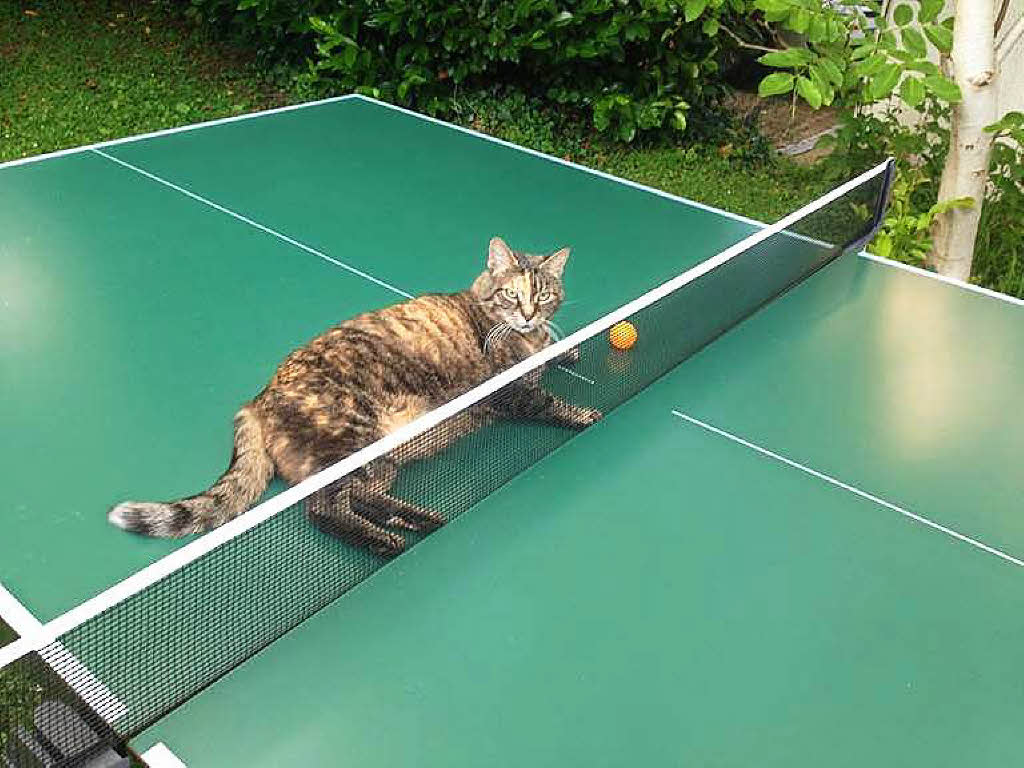 Die Katze von Dagmar Loskamp aus Rheinfelden ist begeistert von Tischtennis und spielt gerne mitBZ Fotosommer: Tiere