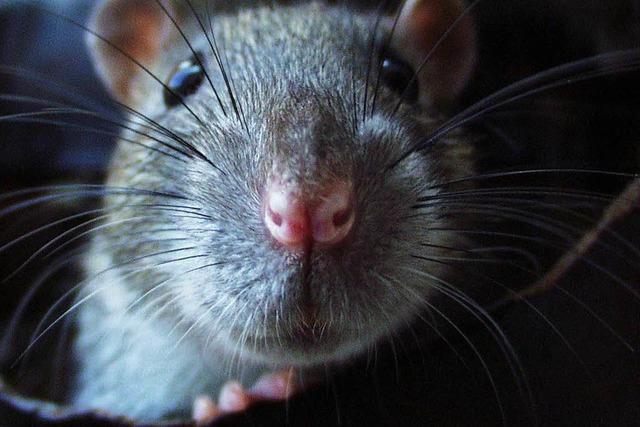 Rattenplage in Kehl: Was knnen die Brger besser machen?