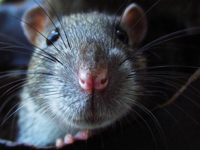 Ratten knnen nicht nur lsstig sein, sondern auch Krankheiten bertragen.   | Foto: schneider