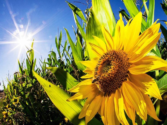 Sonne am Stck: Ende August &#8211; und es ist Sommer.  | Foto: dpa