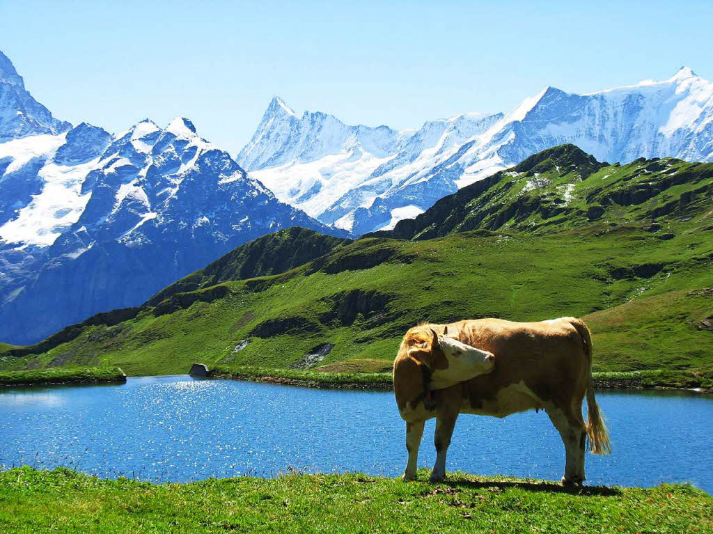 Bachalpsee bei Grindelwald First/Schweiz. Es fehlt nur, dass die Kuh lila wre, um als Werbetrgerin fr Lrrach zu fungieren, meint Helmut Kohler aus SchwrstadtBZ Fotosommer: Wandern