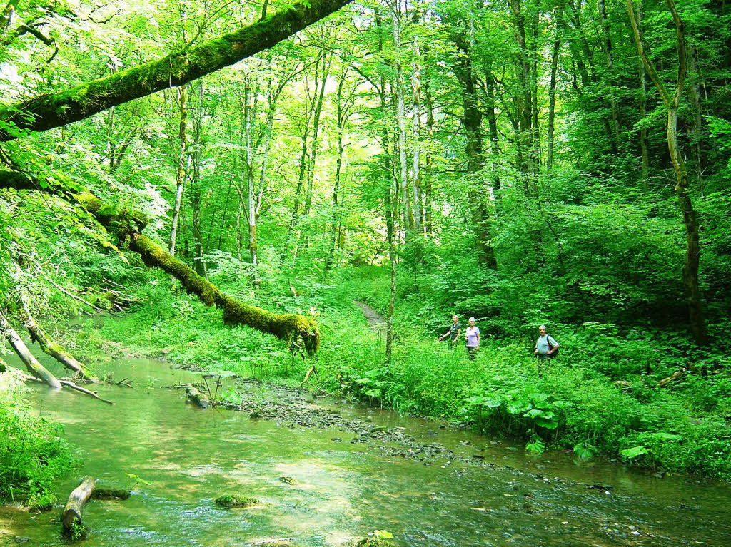 Auch bei uns im nahen Schwarzwald gibt es tolle Wanderwege. Hier durch das Wutachtal. Aufgenommen von Werner Nuss aus Rheinfelden.BZ Fotosommer: Wandern