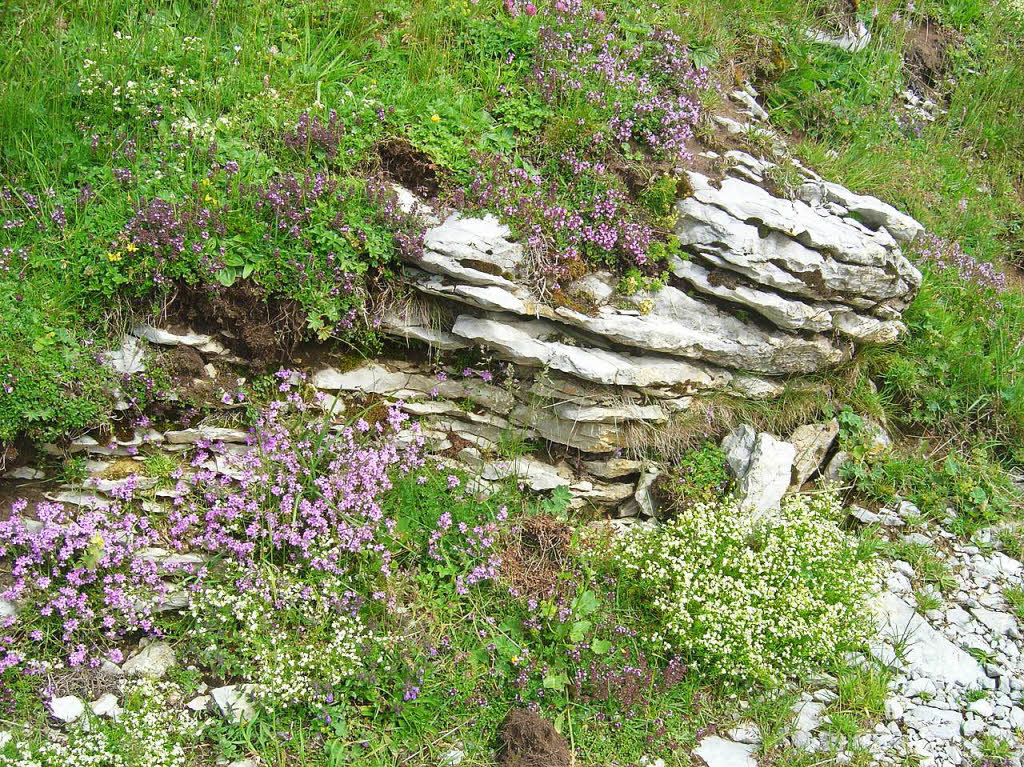 Farben und Fauna auf dem Wanderweg im Ausflugsgebiet Stoos/Vierwaldstttersee begeisterten Werner Nuss aus Rheinfelden. Aufgenommen mit Canon Lenz 8x5BZ Fotosommer: Wandern