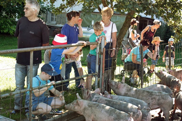 Neugierig sind die kleinen Schweine, d...ne von den Kindern streicheln lassen.   | Foto: Dorothe Kuhlmann