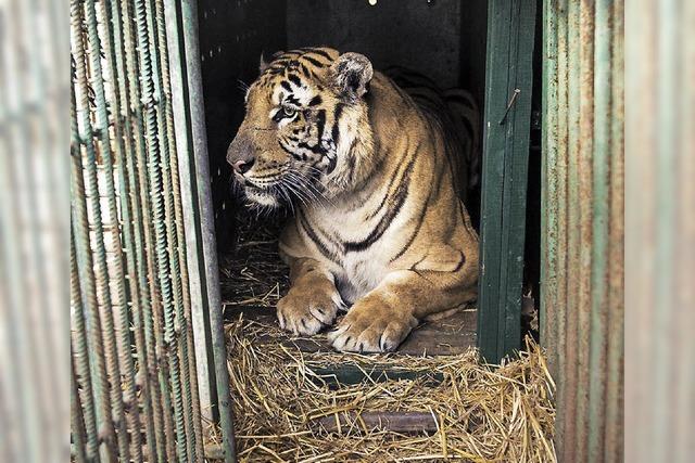 Zoo Chan Junis galt als der schlimmste der Welt