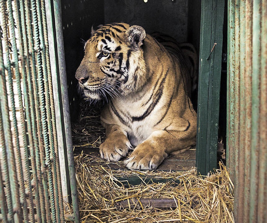Tiger Lasis zieht um.  | Foto: Linda Struckl