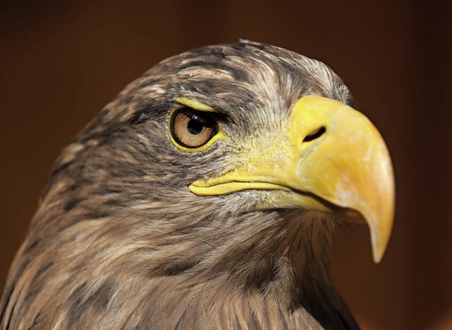 Seeadler   | Foto: dpa