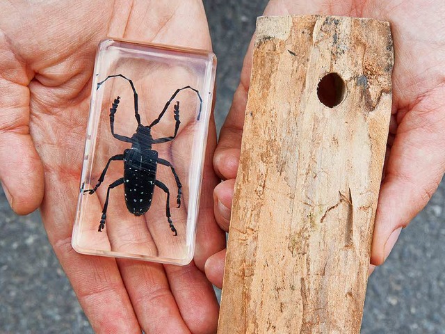 Bedrohliches Insekt aus Asien: Der Laubholzbockkfer  | Foto: dpa