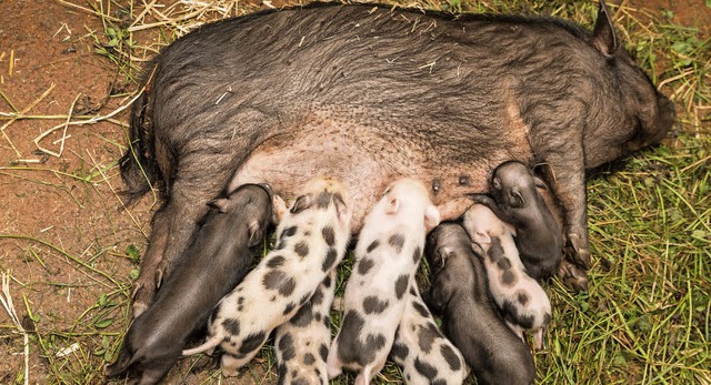   | Foto: Zoo Basel (Torben Weber)