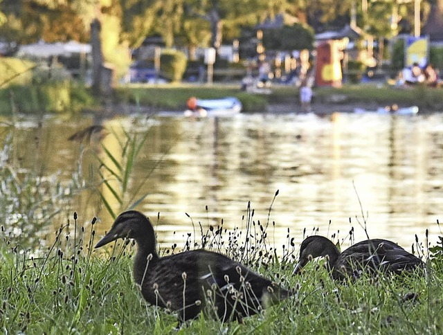 (Lebendige) Enten am Schutterner Baggersee.   | Foto: Sebastian Khli