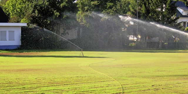 Rasen Friesenheim  | Foto: Ehlenbrker