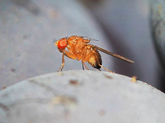Die Kirschessigfliege mag es feucht und khl.  | Foto: dpa