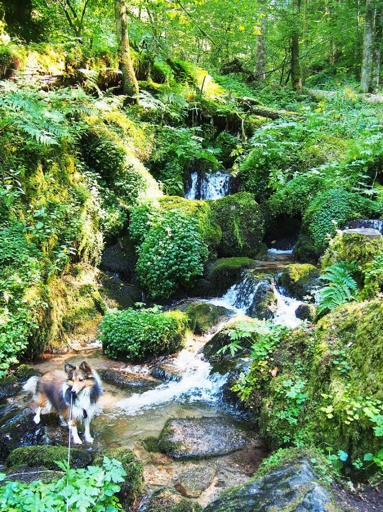 Malia wandert durch den Schluchtensteig der Wehra Schlucht/Kreis WT zusammen mit Schillers aus WyhlenBZ Fotosommer: Wandern