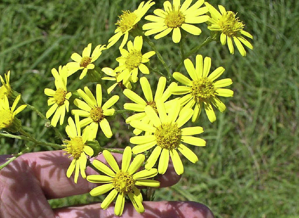 Wichtige Pflege von Brachen Kreis Lörrach Badische Zeitung