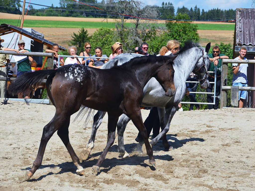 Appaloosa-Zuchtschau auf den Reichenbergerhfen in Grimmelshofen.