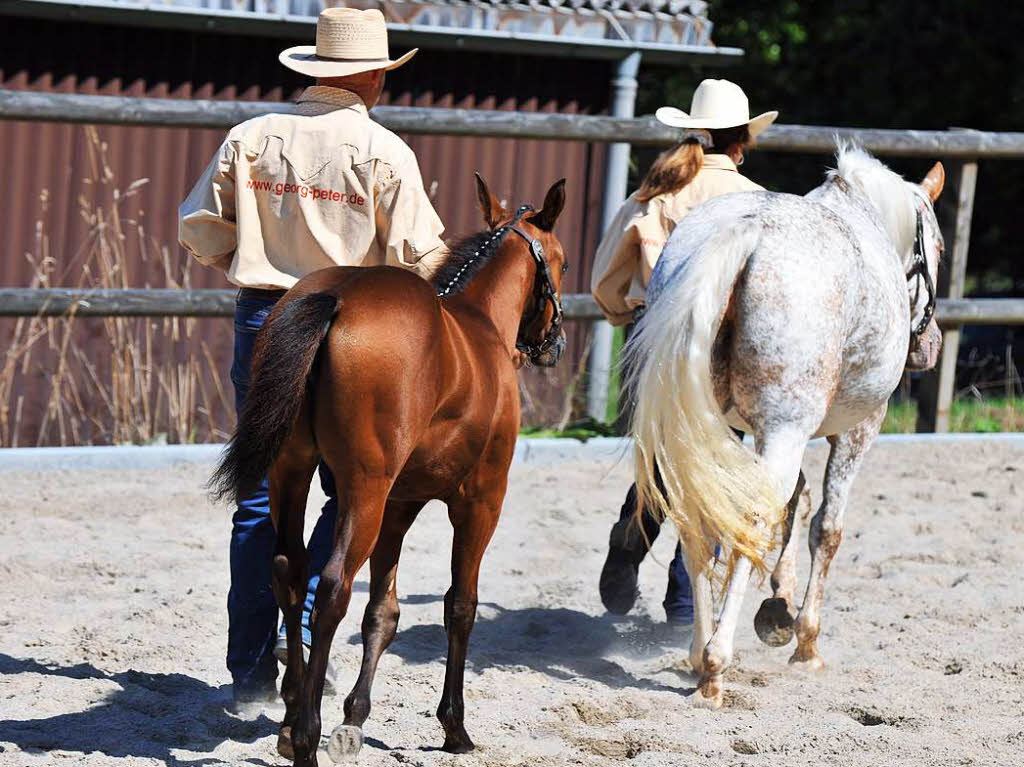 Appaloosa-Zuchtschau auf den Reichenbergerhfen in Grimmelshofen.