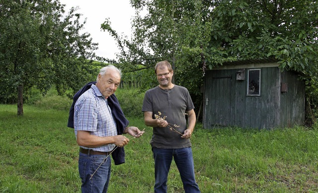 Gerd Kaufmann (links) und Volker Adler erlutern die Artenvielfalt im Wihltal.  | Foto: Christiane Franz