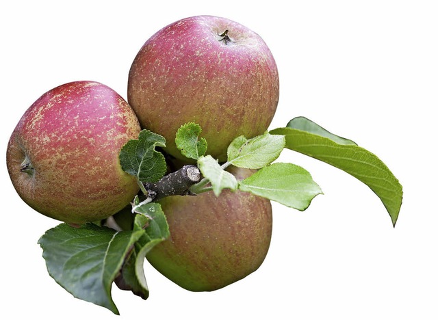 Die neue  frhe Apfelsorte Barbarossa ist eine erst drei Jahre alte Zchtung.  | Foto: Horatio Gollin