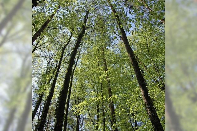 Nsse im Frhjahr war gut fr den Wald