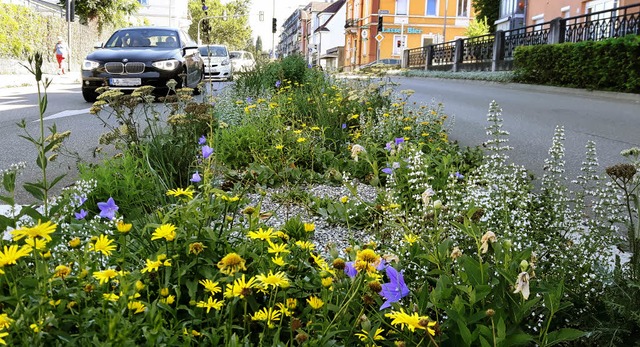 Wachstum erwnscht: Auf dieser naturna...Lrrach darf praktisch alles gedeihen.  | Foto: Maja Tolsdorf