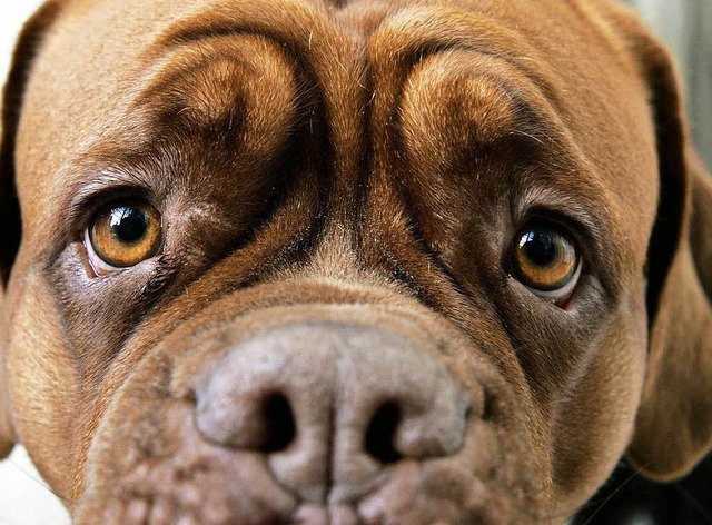 Hundebesitzer sollten fr den Fall, dass ihnen etwas passiert, vorsorgen.  | Foto: dpa
