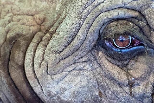 Schtzer schlagen Alarm: Elefanten dramatisch bedroht