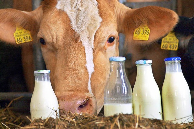 Die Kuh kann nichts dafr: Die Milchpreise sind im Keller.  | Foto: Karl-Josef Hildenbrand