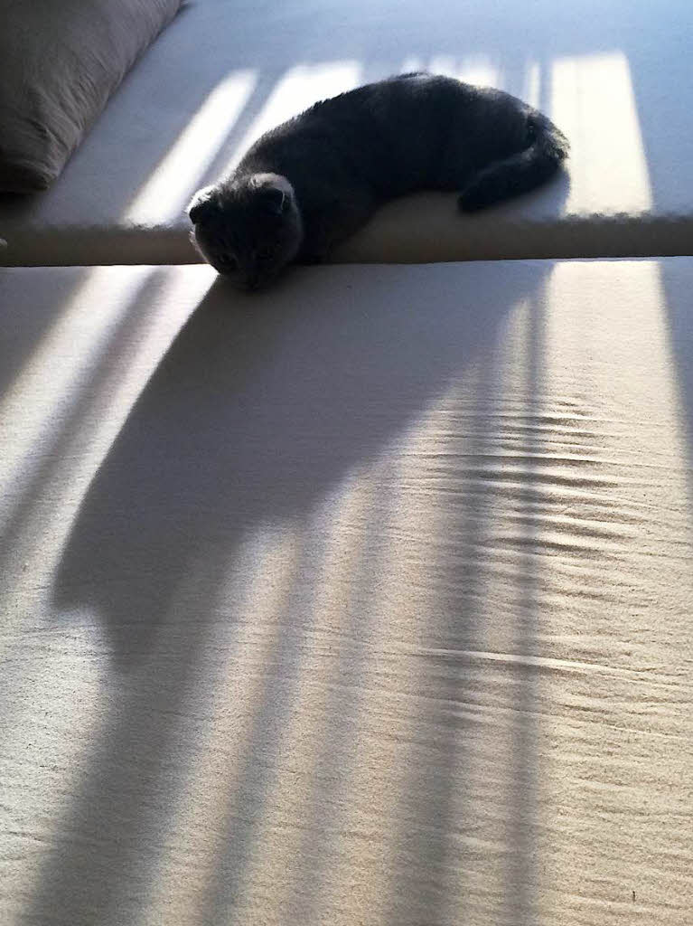 Licht und Schatten gibt es auch zu Hause in der khlen Wohnung mit Kater Charly. Fotografin: Simone Kirrmann. BZ-Fotosommer: Licht und Schatten