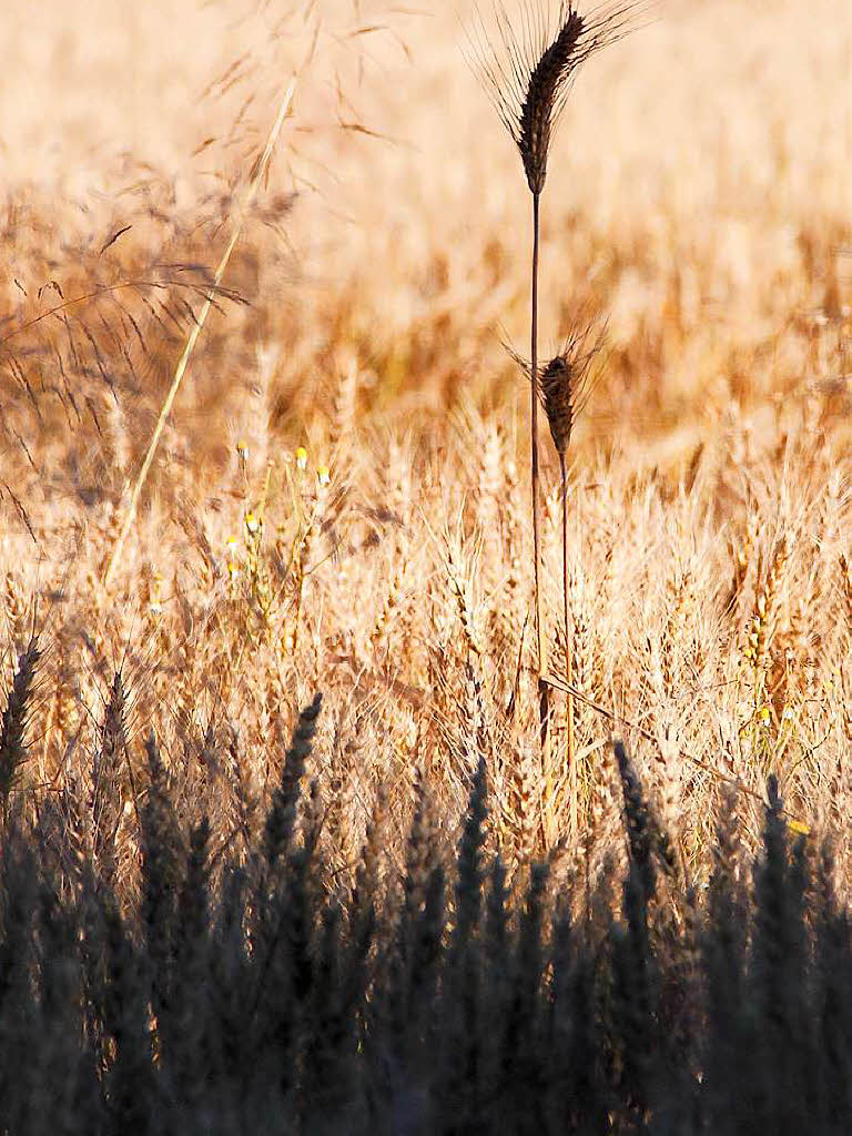 Licht und Schatten auf einem Feld am Rhein bei Grenzach-Wyhlen. Fotografin: Simone Kirrmann. BZ-Fotosommer: Licht und Schatten
