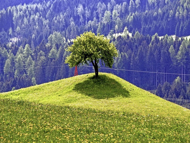 berall Sonne, aber dieser Baum  in er...Schweiz bietet ein Schattenpltzchen.   | Foto: Simone Kirrmann