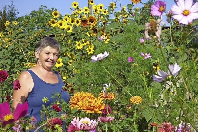 Die Schdlinge knnen die Tagetes nicht riechen