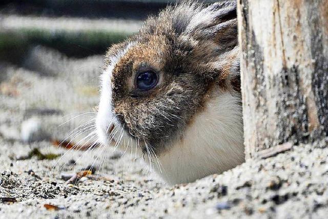 Tierseuche rafft Hunderte Kaninchen in Freiburg dahin