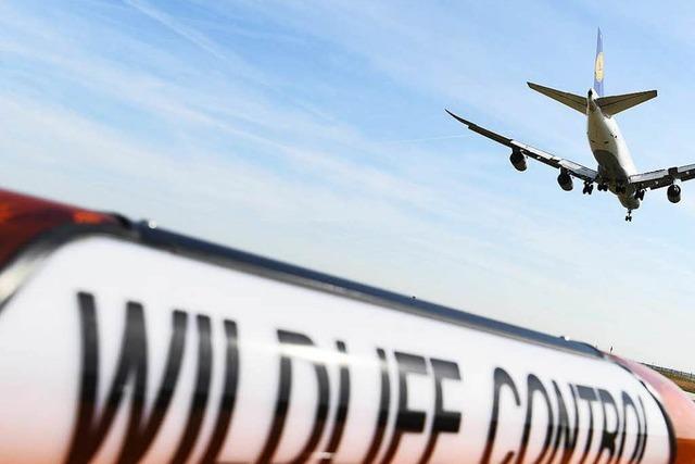 Fotos: So schtzt man Flieger vor Vgeln am Flughafen