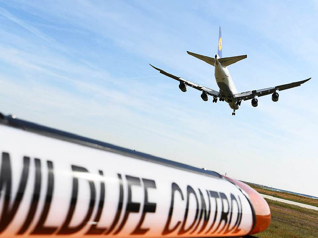 Eine Lufthansa-Maschine landet hinter einem Fahrzeug der „Wildlife Control“ des Frankfurter Flughafens. Die „Wildlife Control“ verscheucht Vgel, die fr Flugzeuge gefhrlich werden knnen.