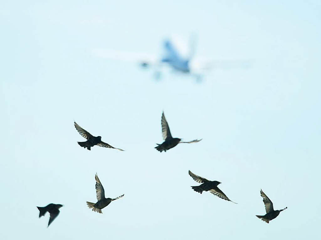 Meistens gehen Vogelschlge - Kollisionen von Maschinen mit Vgeln - glimpflich aus, wie Ebert sagt. In 90 Prozent der Flle entstehe gar kein Schaden, in ganz wenigen Fllen knne es aber gefhrlich werden.