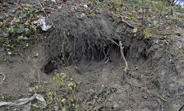 Der Biber hat sich tief in den Hang beim Rheinuferweg gegraben.   | Foto: Archivfoto: Felix Held