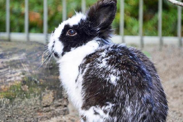 Die Kaninchenpest geht weiter – was können Tierfreunde tun?
