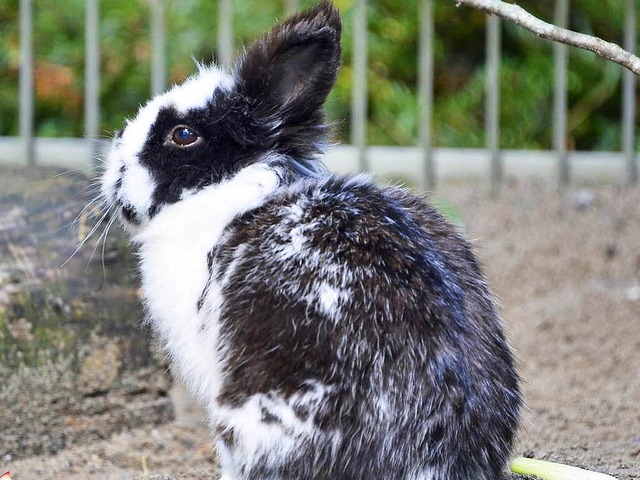 Impfen kann das Haus-Kaninchen vor der tdlichen Kaninchenpest  schtzen.  | Foto: Michael Bamberger