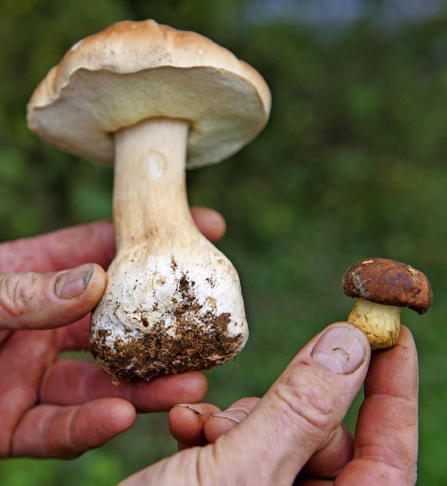 Hasen-Rhrling (r), auch bekannt als Z... neben einem ebenso frischen Steinpilz  | Foto: dpa