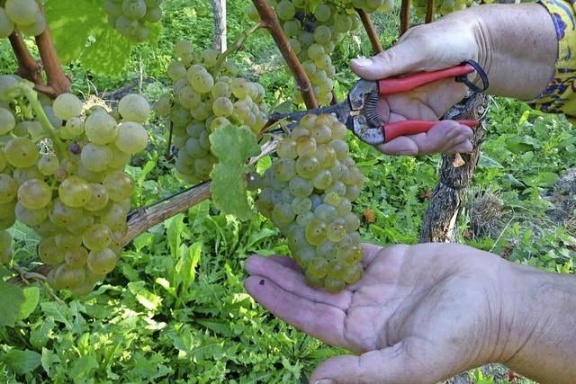 Einblick in den Weinbau
